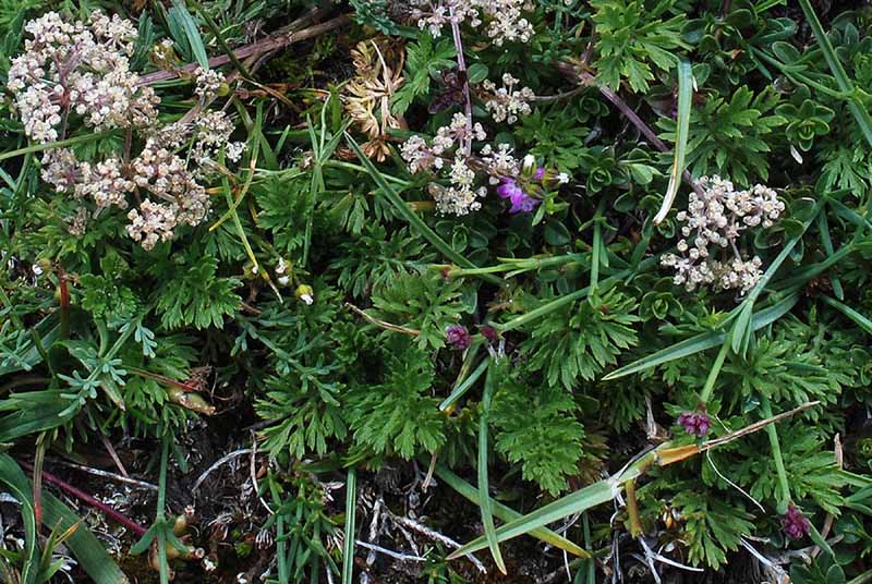 Trinia dalechampii / Sassifragia di Dalechamp